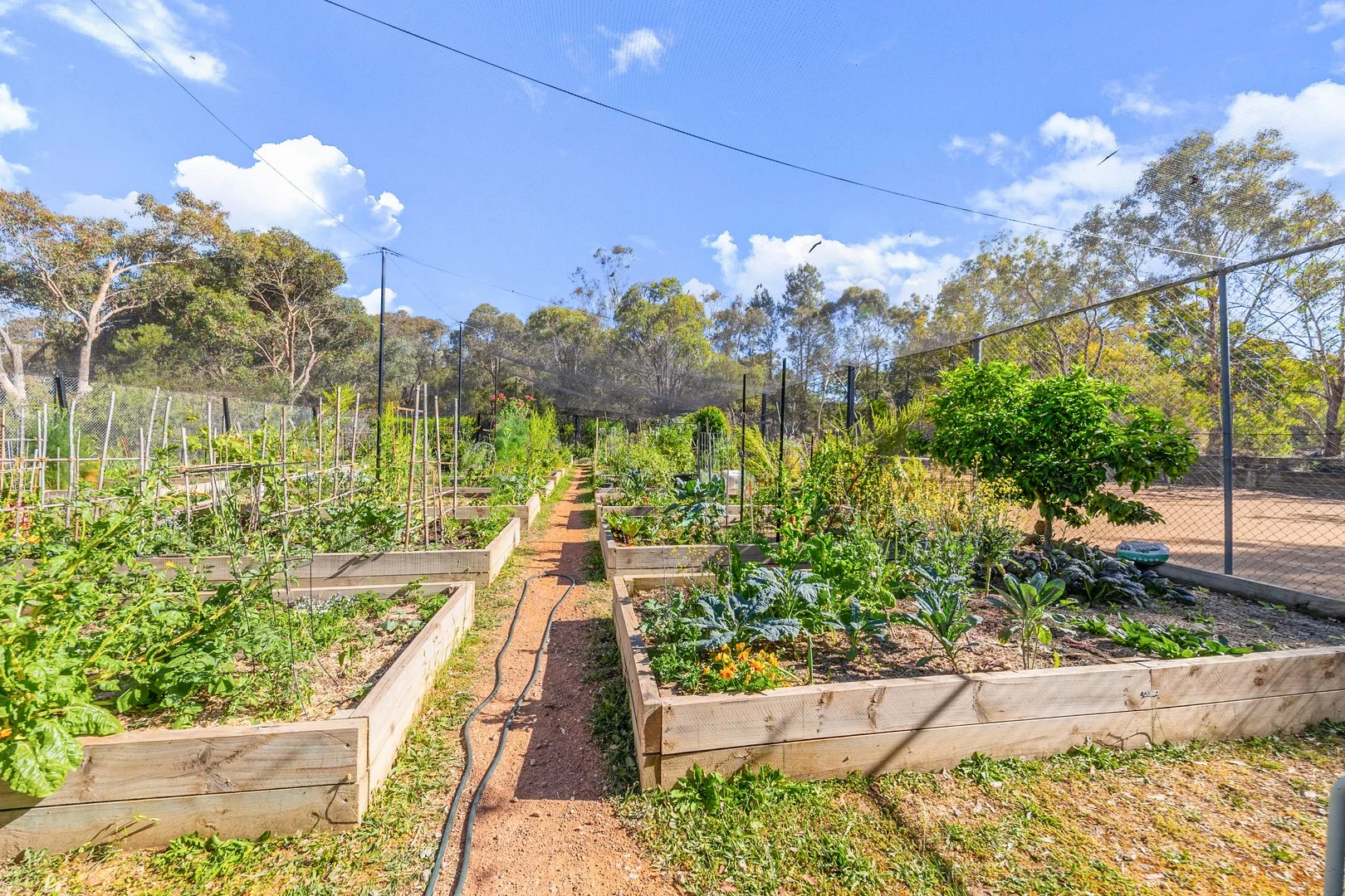 Photo of 3 Wybalena Grove, Cook ACT 2614